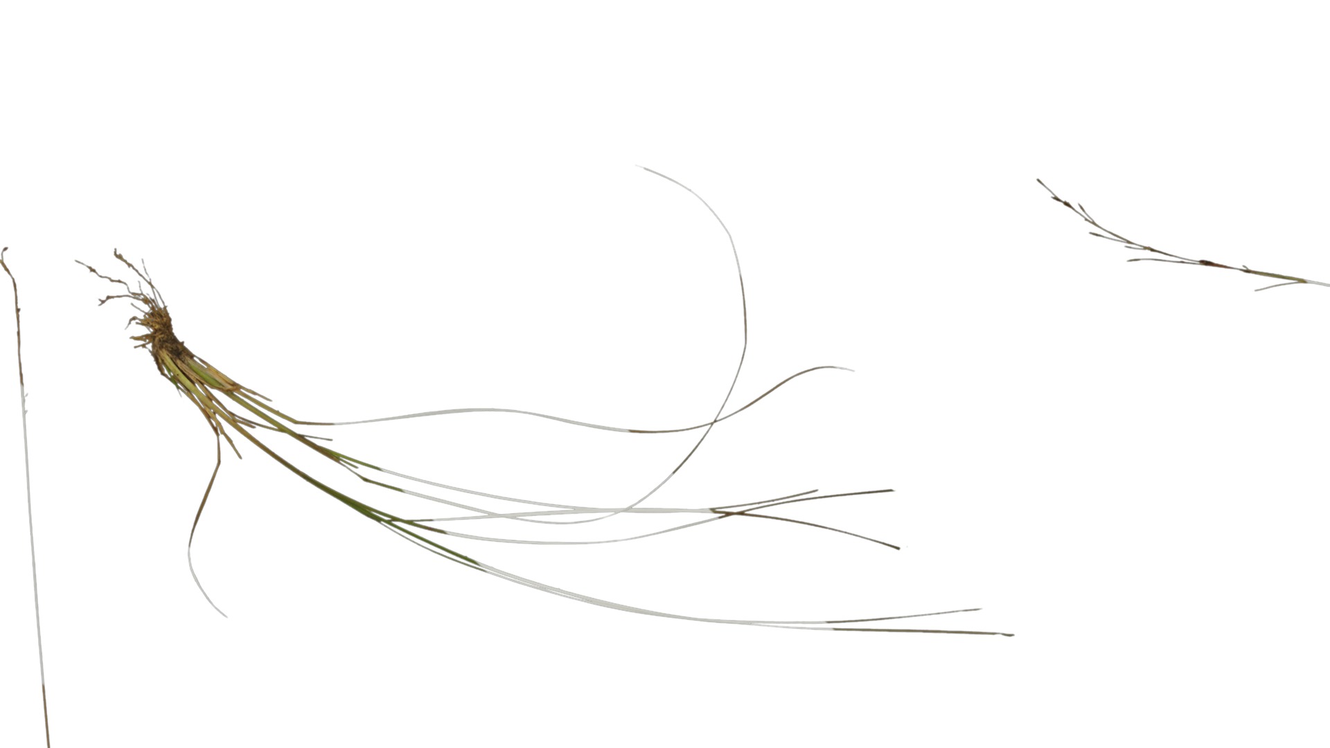 Anydrafts Grass 01 Atlas 02 Texture_1