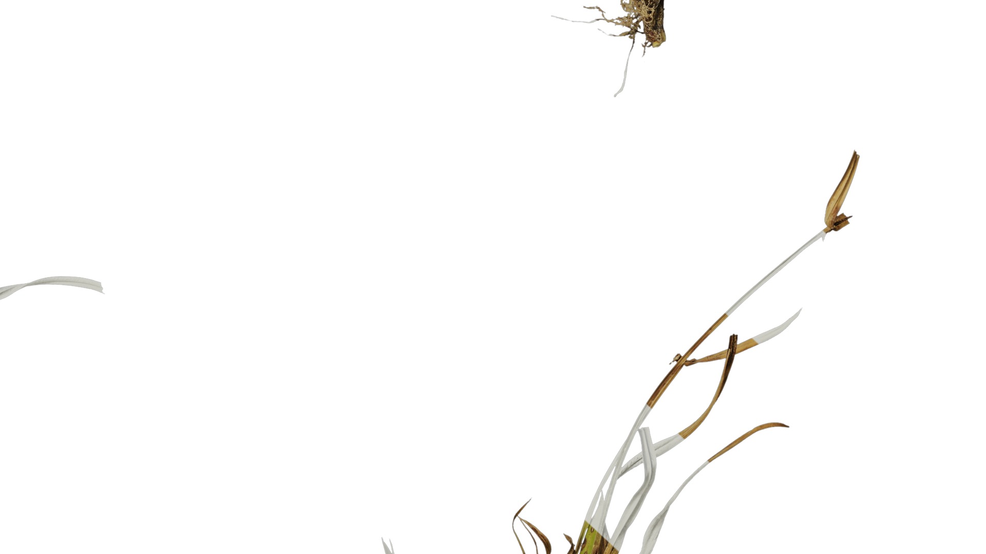 Anydrafts Kyllinga brevifolia Atlas 08 Texture_6