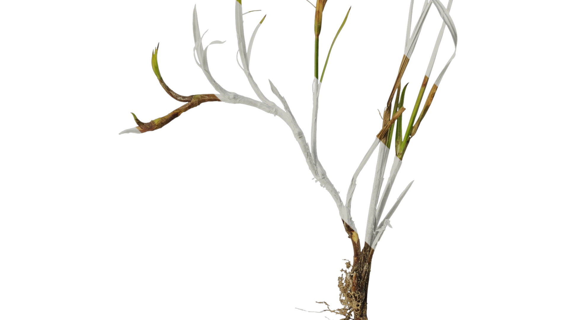 Anydrafts Kyllinga brevifolia Atlas 08 Texture_4