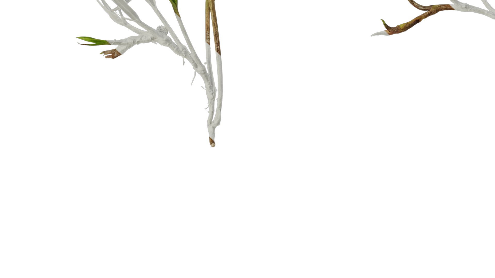 Anydrafts Kyllinga brevifolia Atlas 08 Texture_7