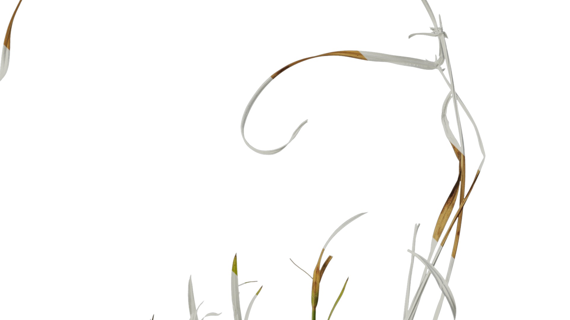 Anydrafts Kyllinga brevifolia Atlas 08 Texture_2