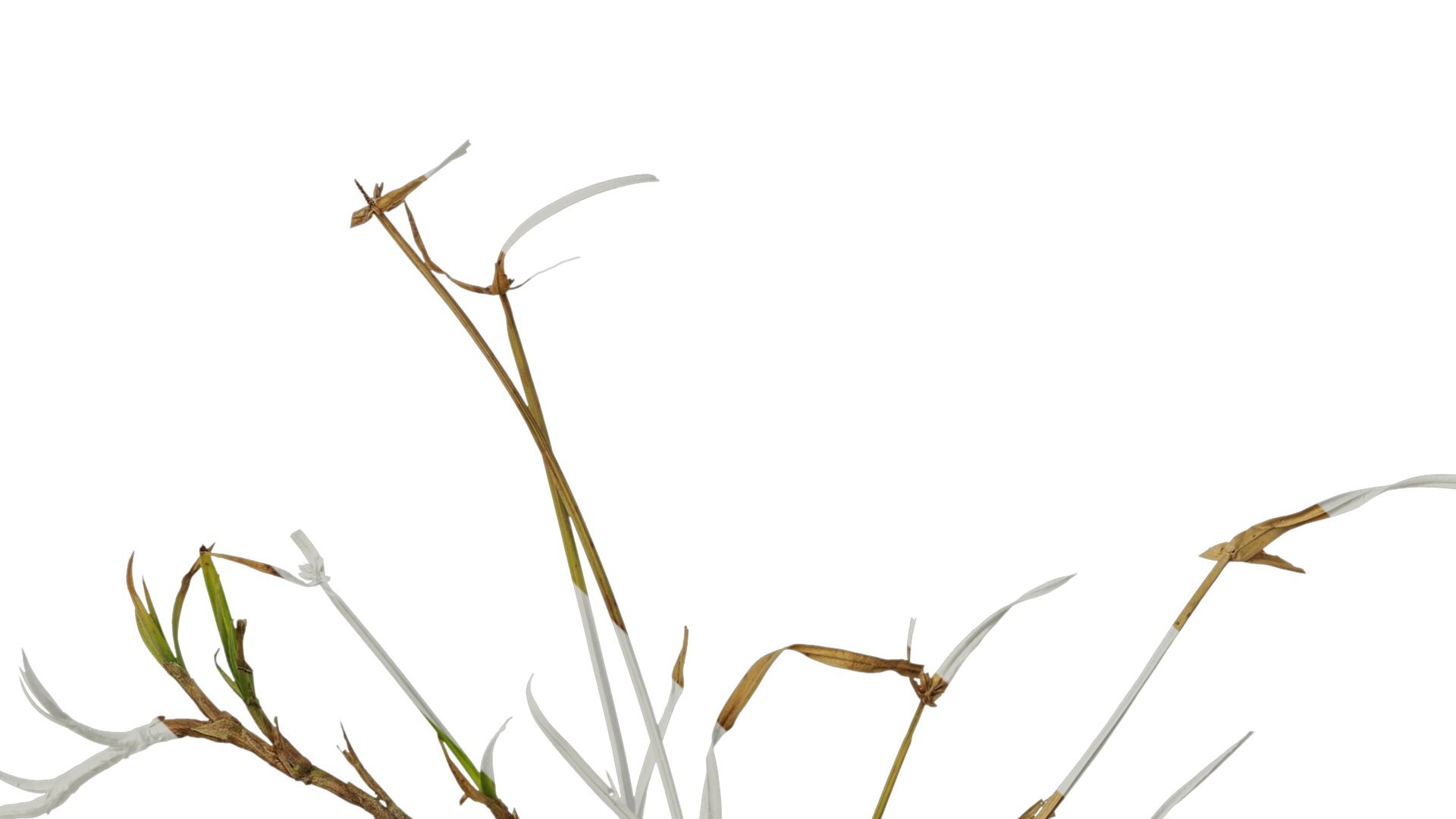 Anydrafts Kyllinga brevifolia Atlas 08 Texture_5