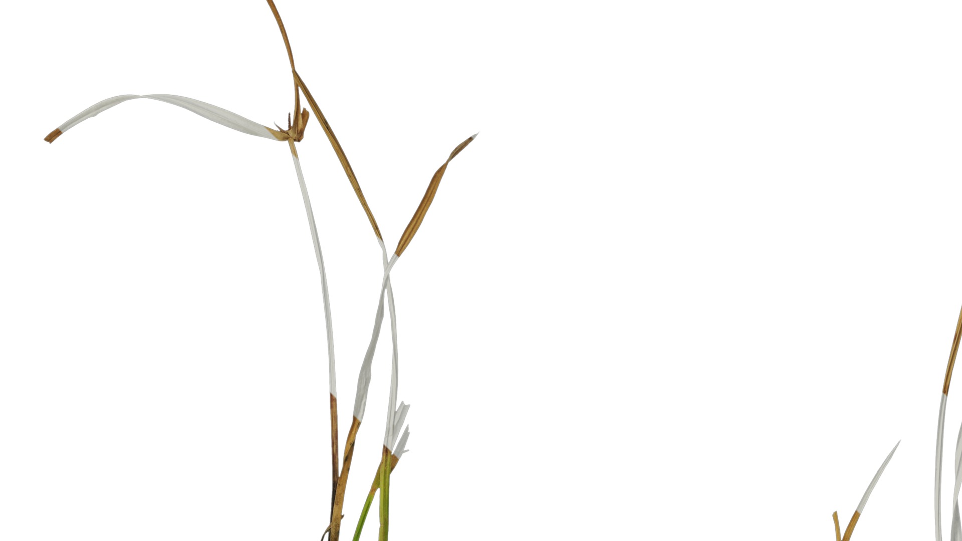 Anydrafts Kyllinga brevifolia Atlas 08 Texture_1