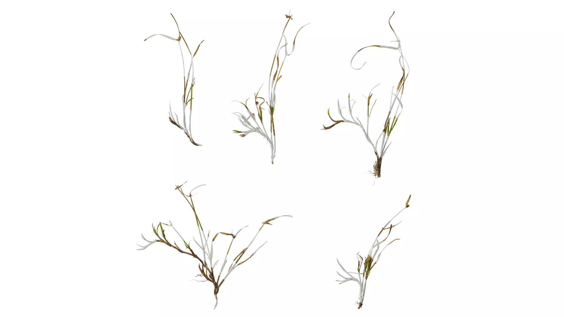 Anydrafts Kyllinga brevifolia Atlas 08 Texture_0