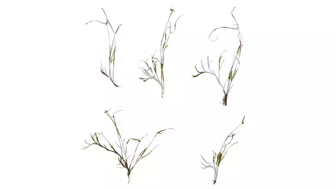 Anydrafts Kyllinga brevifolia Atlas 08