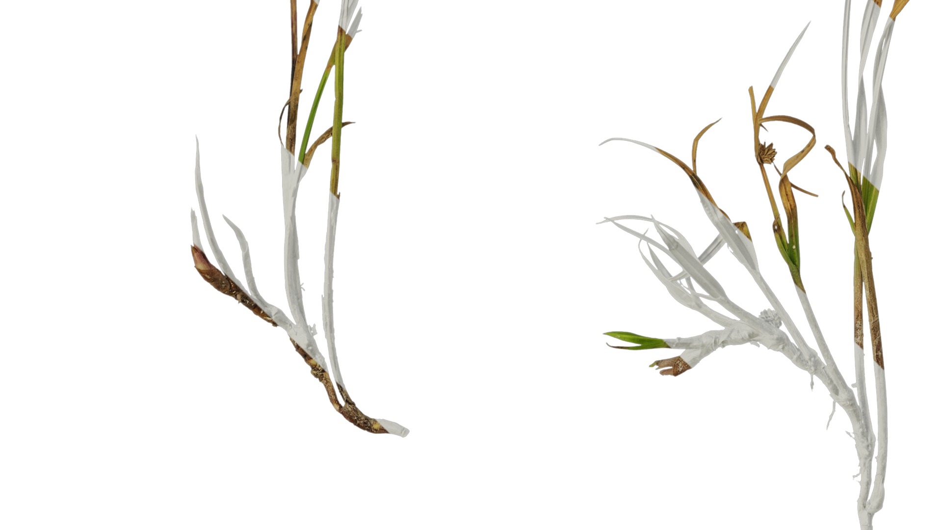 Anydrafts Kyllinga brevifolia Atlas 08 Texture_3