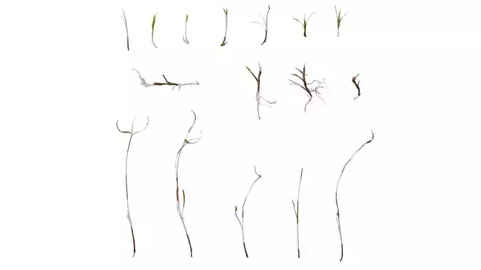 Anydrafts Kyllinga brevifolia Atlas 09