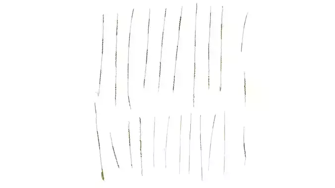 Anydrafts Leptochloa chinensis Inflorescence 01