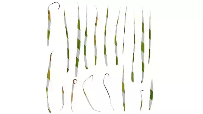 Anydrafts Leptochloa chinensis Leaf 01