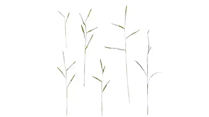 Anydrafts Paspalum thunbergii Atlas 03