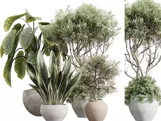 AV Indoor Plants Set 230 Olive Fittingly Elephant Sansevieria