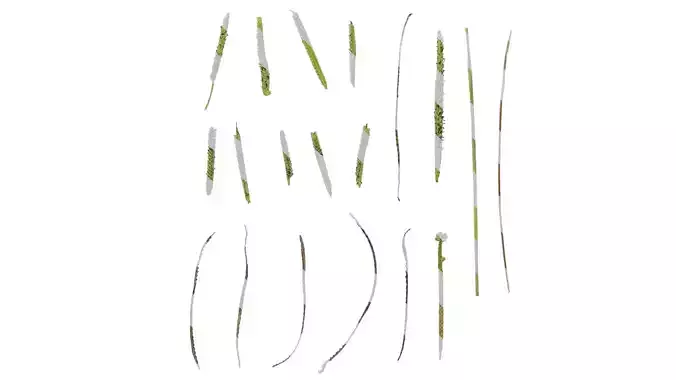 Anydrafts Paspalum thunbergii Atlas 04