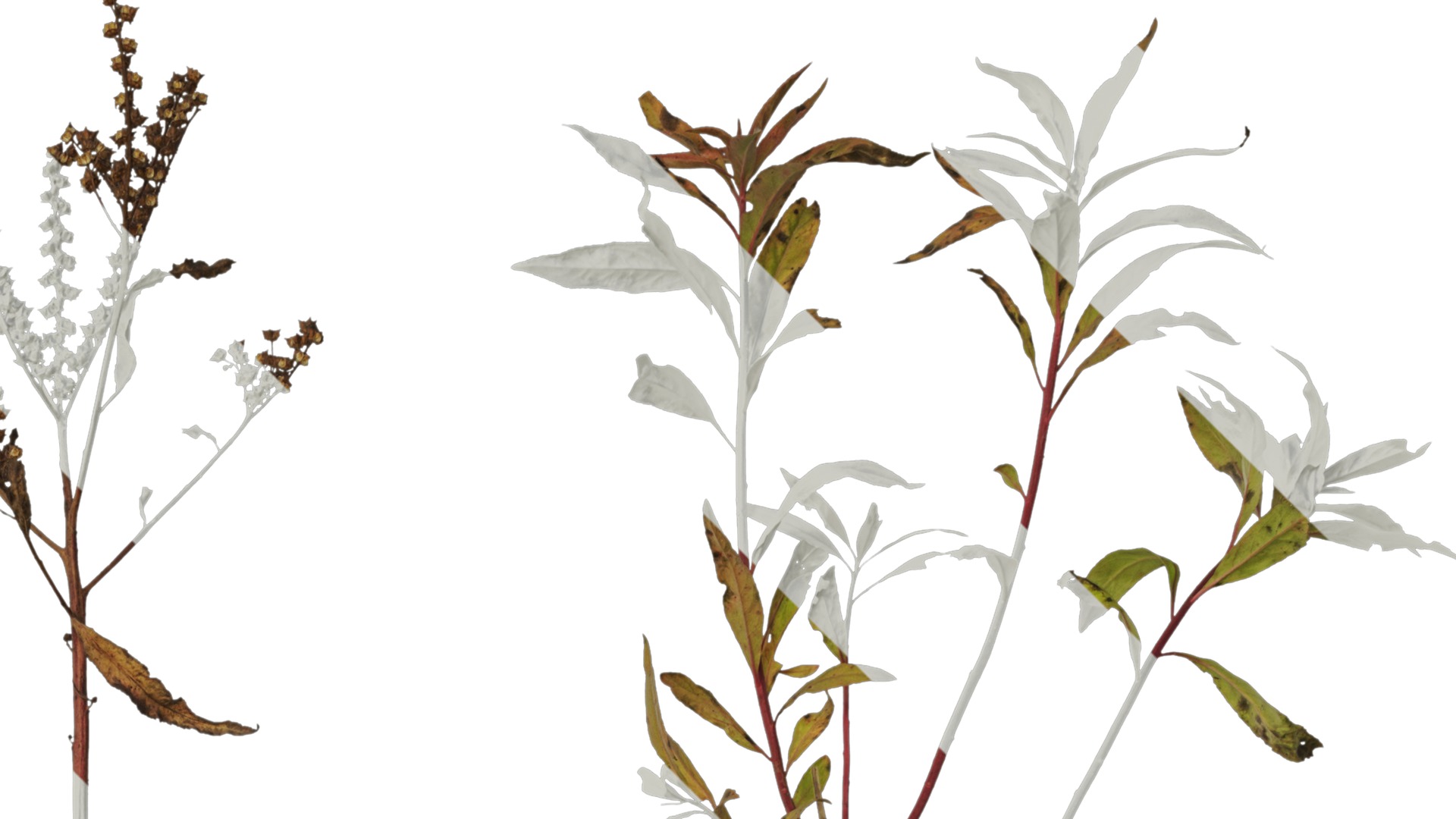 Anydrafts Penthorum chinense Atlas 01 Texture_2