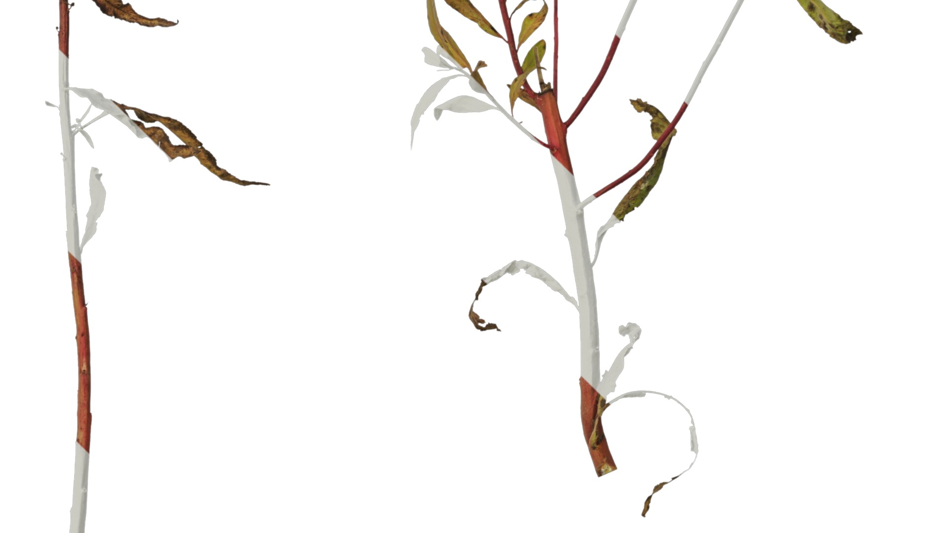 Anydrafts Penthorum chinense Atlas 01 Texture_4