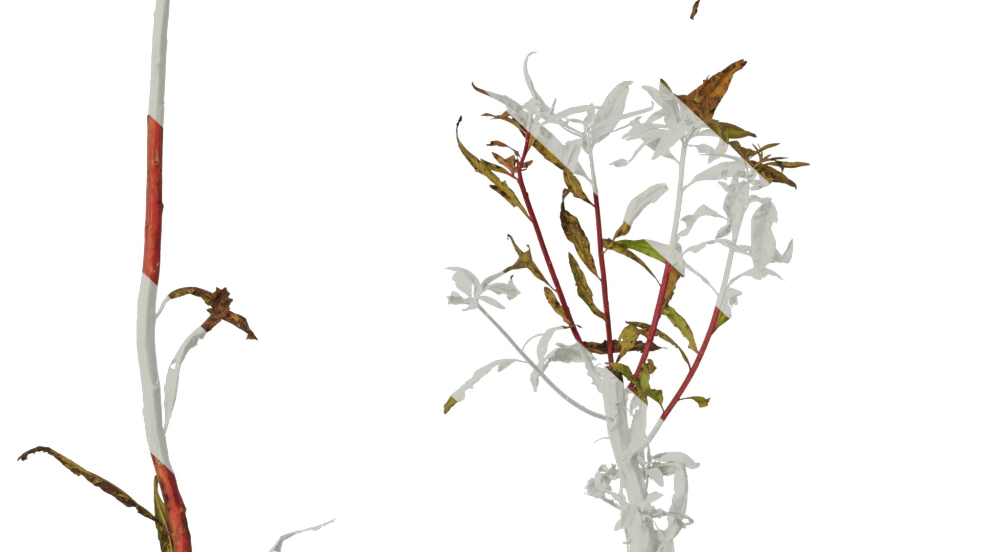 Anydrafts Penthorum chinense Atlas 01 Texture_6