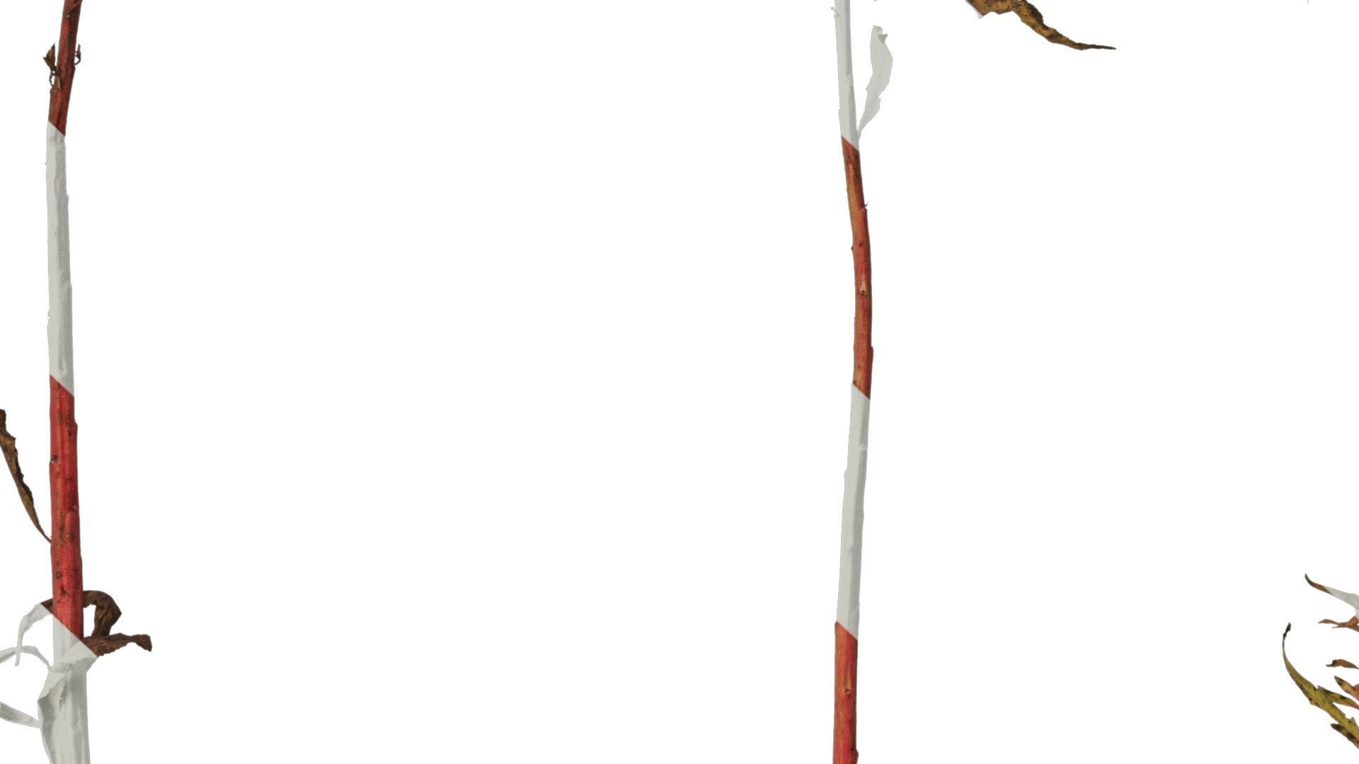 Anydrafts Penthorum chinense Atlas 01 Texture_7