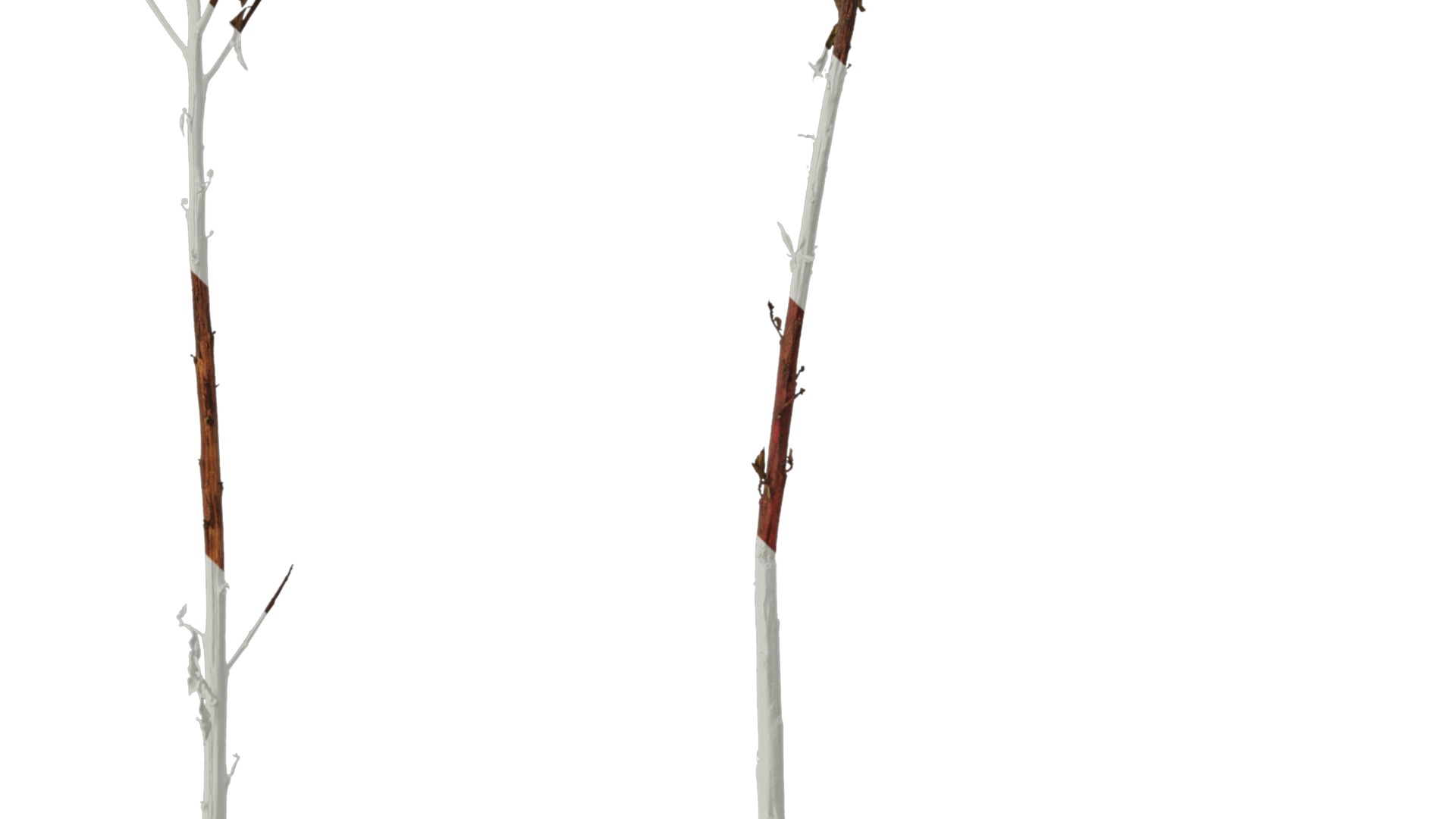 Anydrafts Penthorum chinense Atlas 01 Texture_3