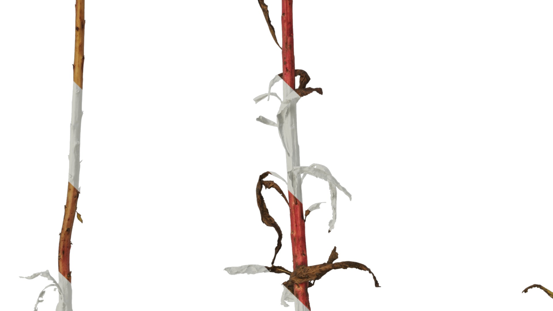 Anydrafts Penthorum chinense Atlas 01 Texture_5