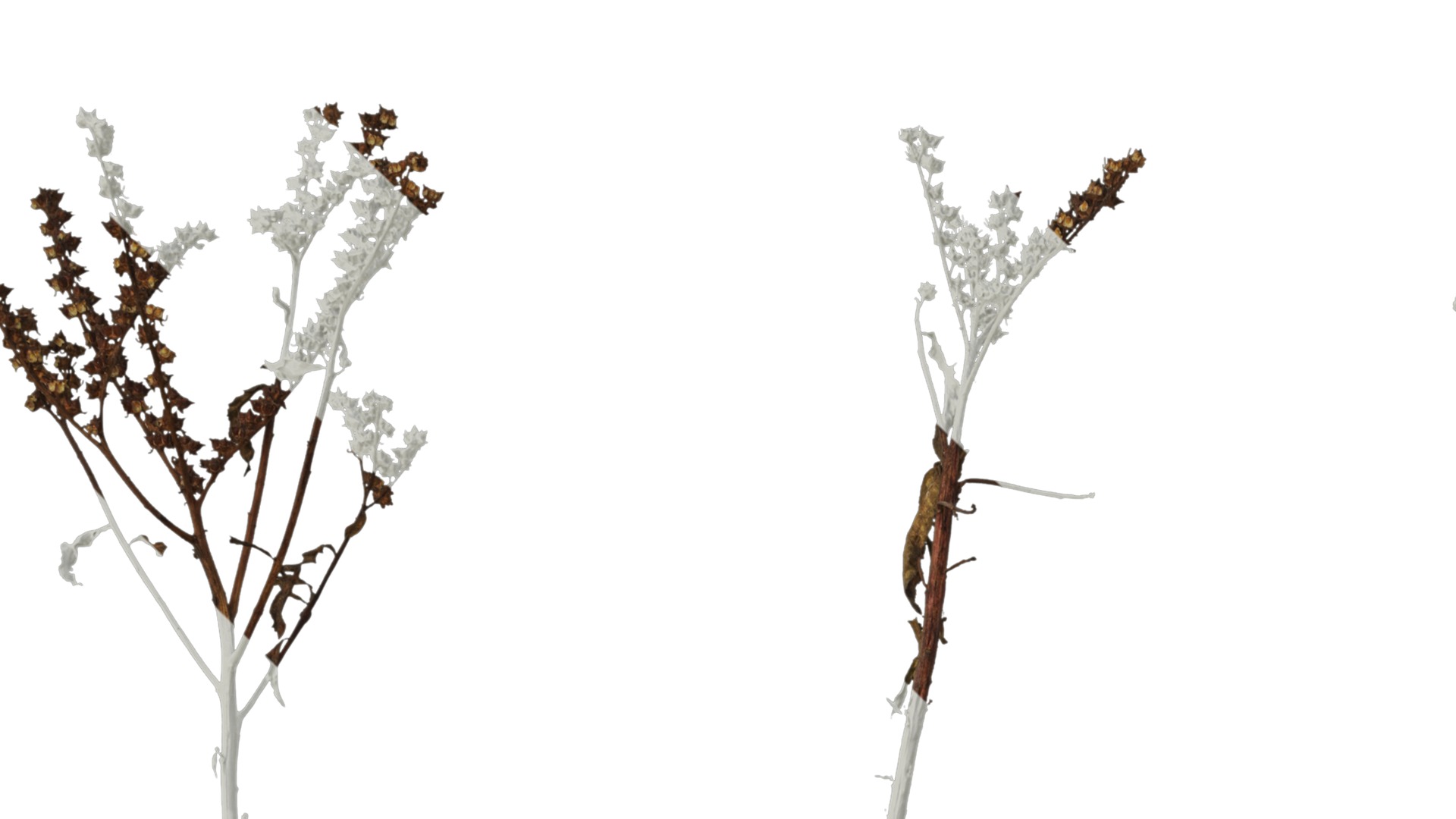 Anydrafts Penthorum chinense Atlas 01 Texture_1