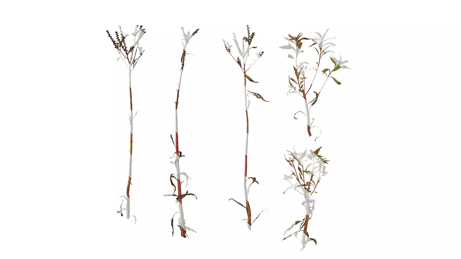 Anydrafts Penthorum chinense Atlas 01 Texture_0