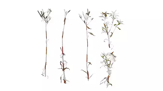 Anydrafts Penthorum chinense Atlas 01