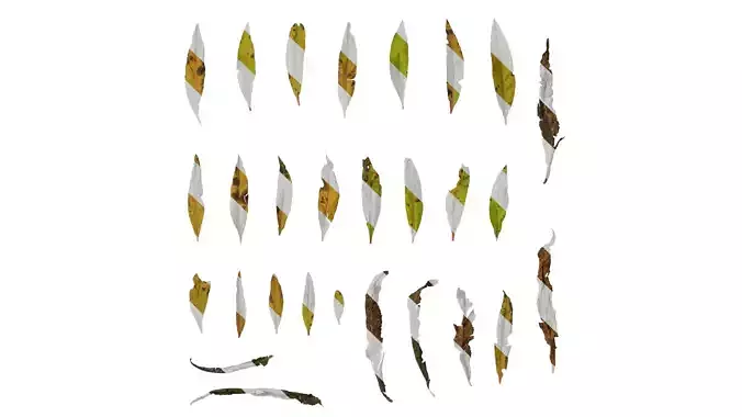 Anydrafts Penthorum chinense Leaf 01