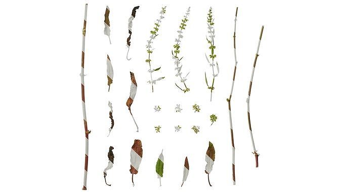 Anydrafts Rumex crispus Atlas 12 Texture