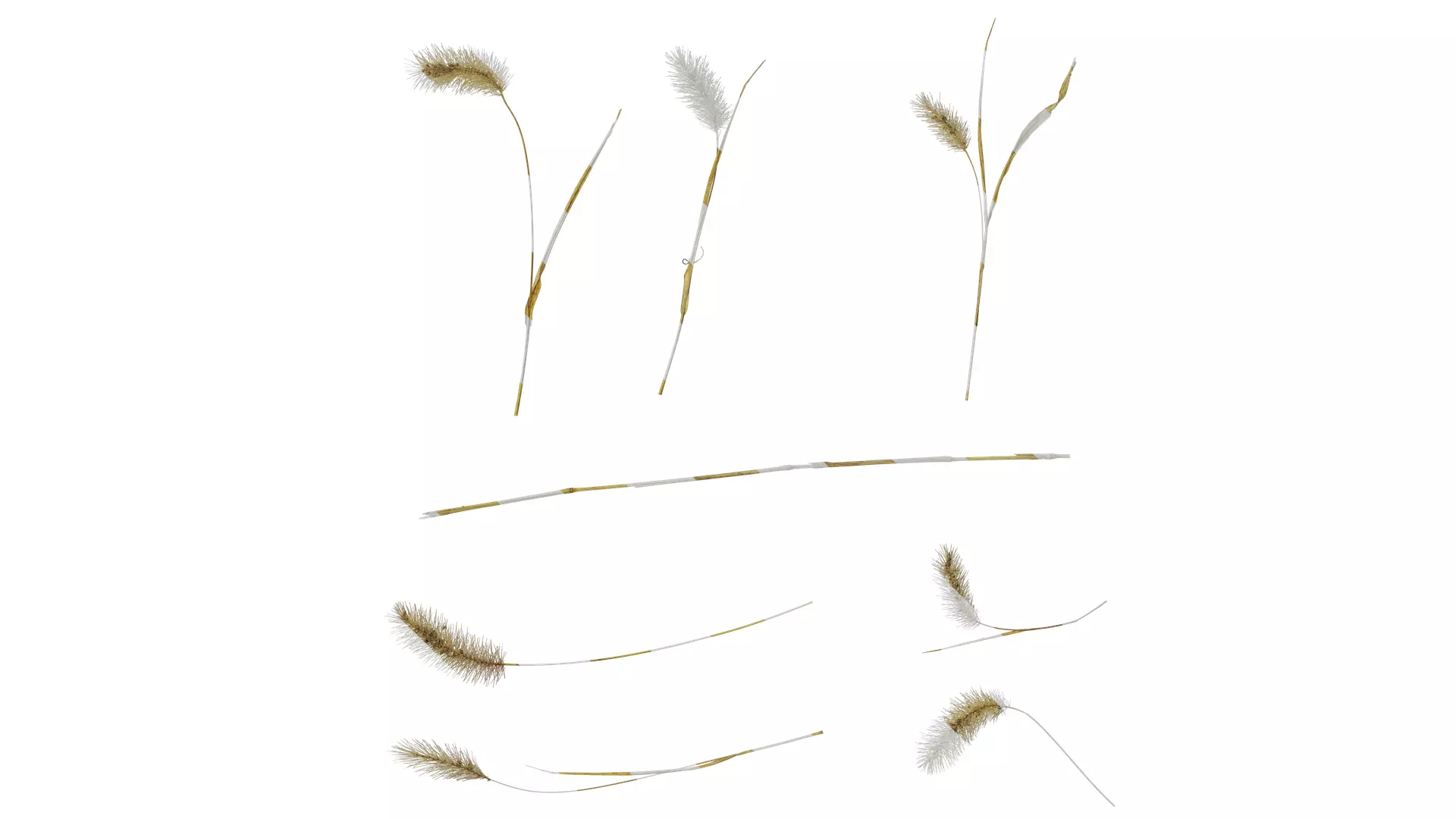 Anydrafts Setaria viridis Atlas 10 Texture