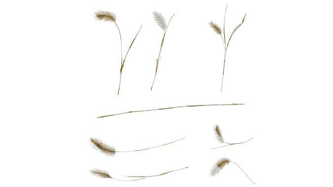Anydrafts Setaria viridis Atlas 10 Texture