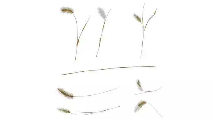 Anydrafts Setaria viridis Atlas 10 Texture