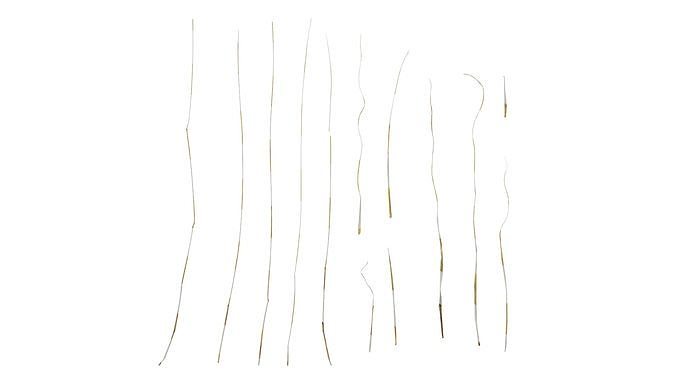 Anydrafts Setaria viridis Leaf 06 Texture