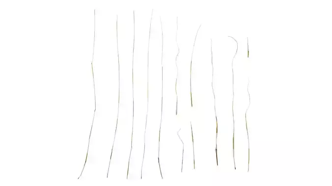 Anydrafts Setaria viridis Leaf 06