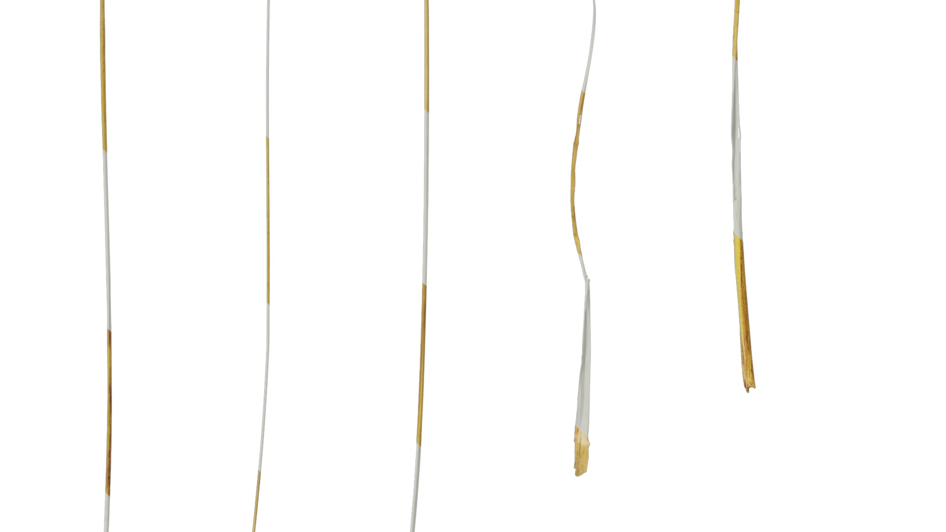 Anydrafts Setaria viridis Leaf 06 Texture_7