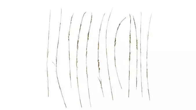 Anydrafts Sporobolus fertilis Atlas 01