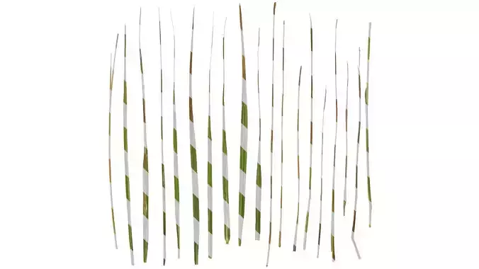 Anydrafts Sporobolus fertilis Leaf 02