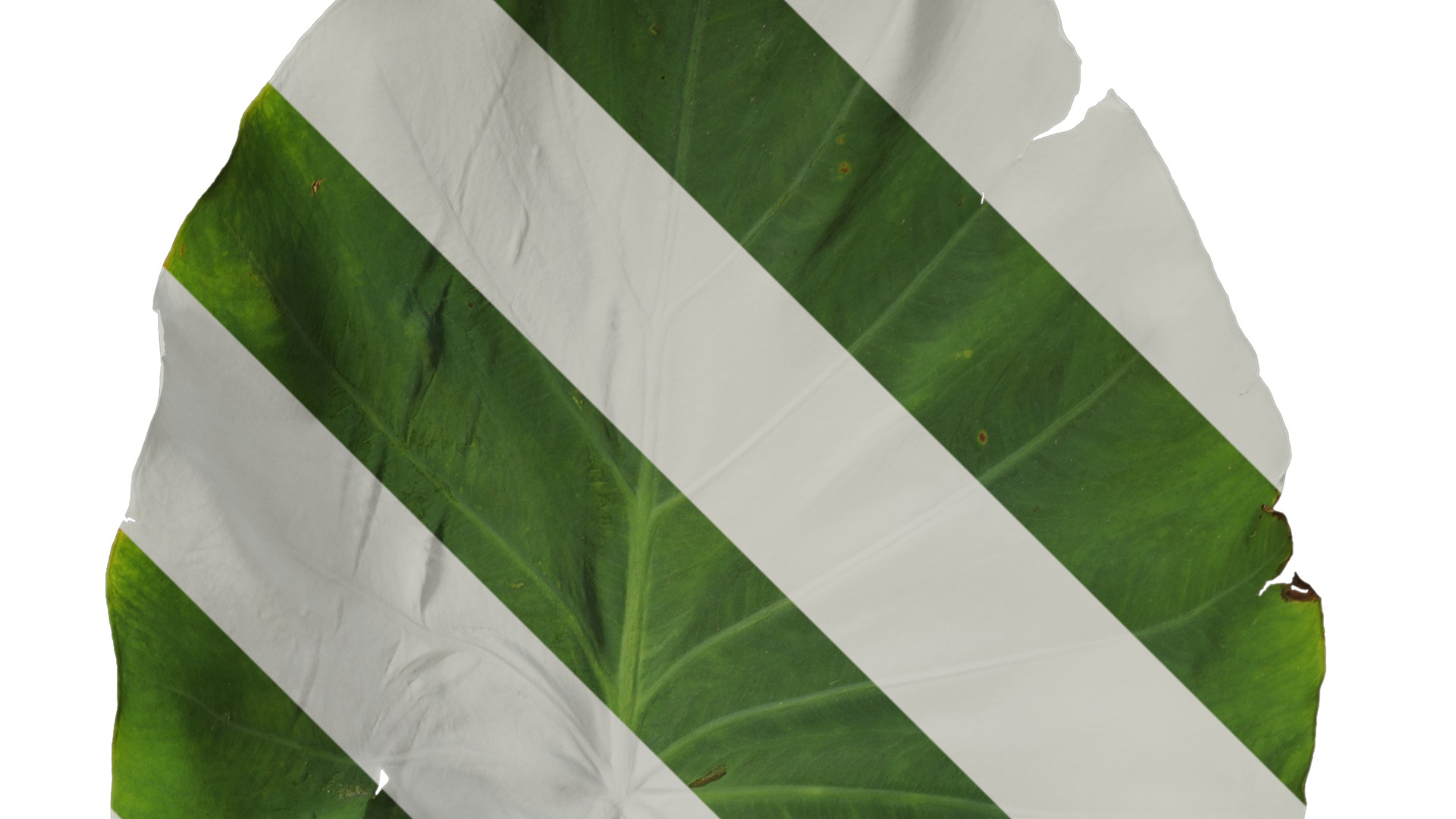 Anydrafts Colocasia esculenta Leaf 07 Texture_2