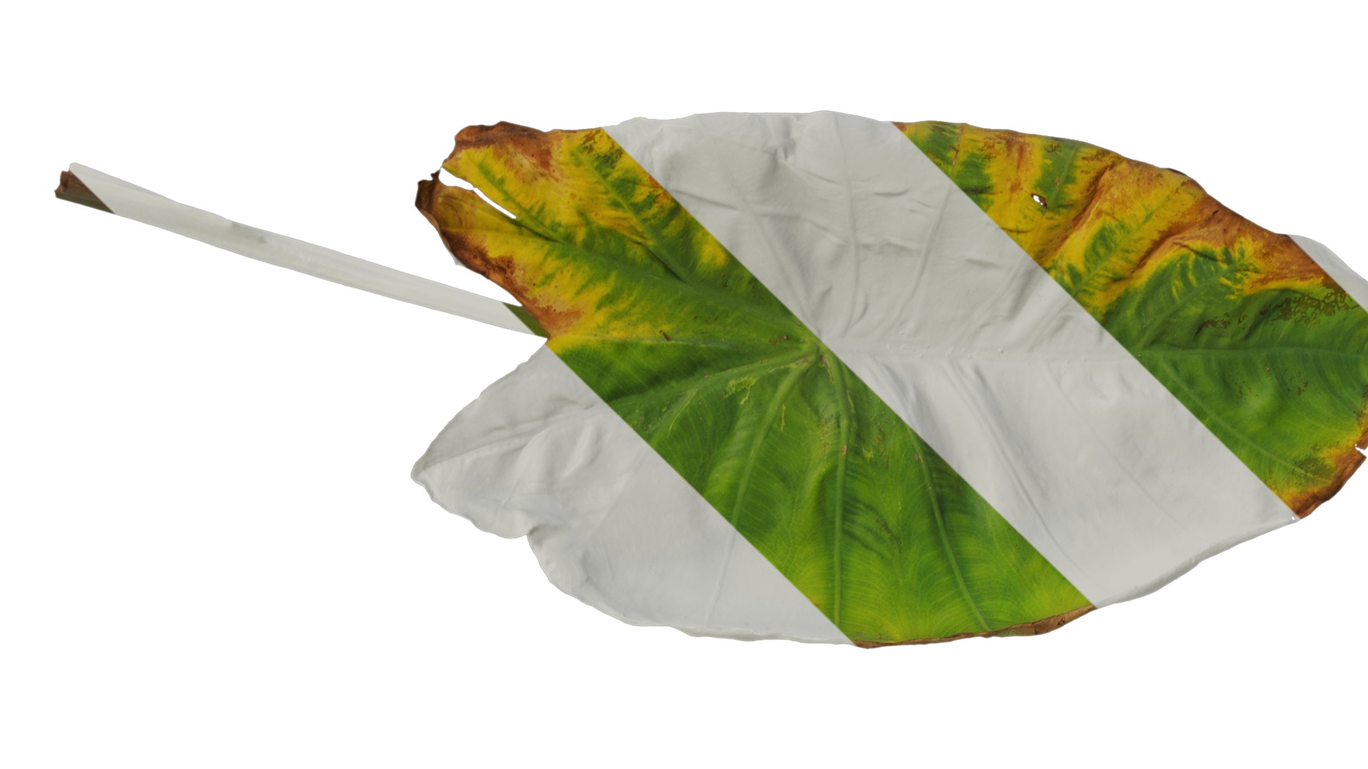 Anydrafts Colocasia esculenta Leaf 07 Texture_1