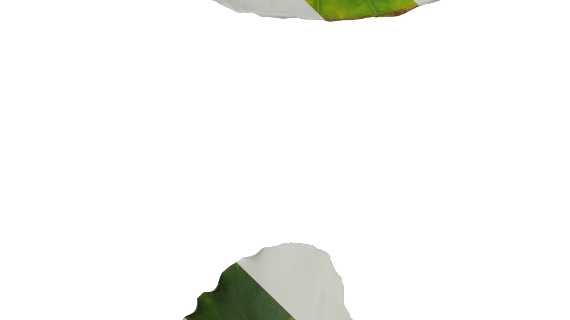 Anydrafts Colocasia esculenta Leaf 07 Texture_3