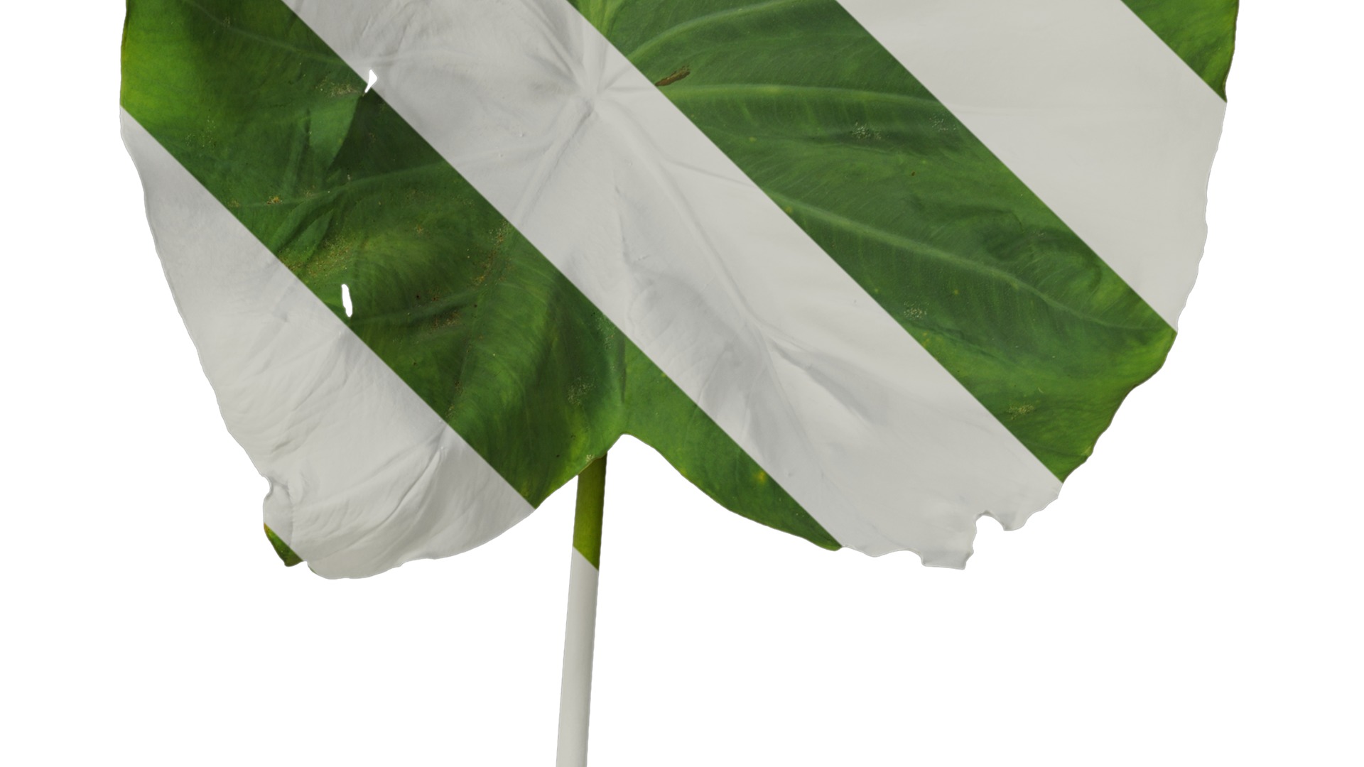 Anydrafts Colocasia esculenta Leaf 07 Texture_4