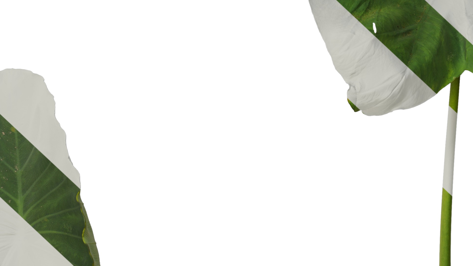 Anydrafts Colocasia esculenta Leaf 07 Texture_7