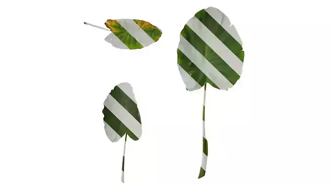 Anydrafts Colocasia esculenta Leaf 07