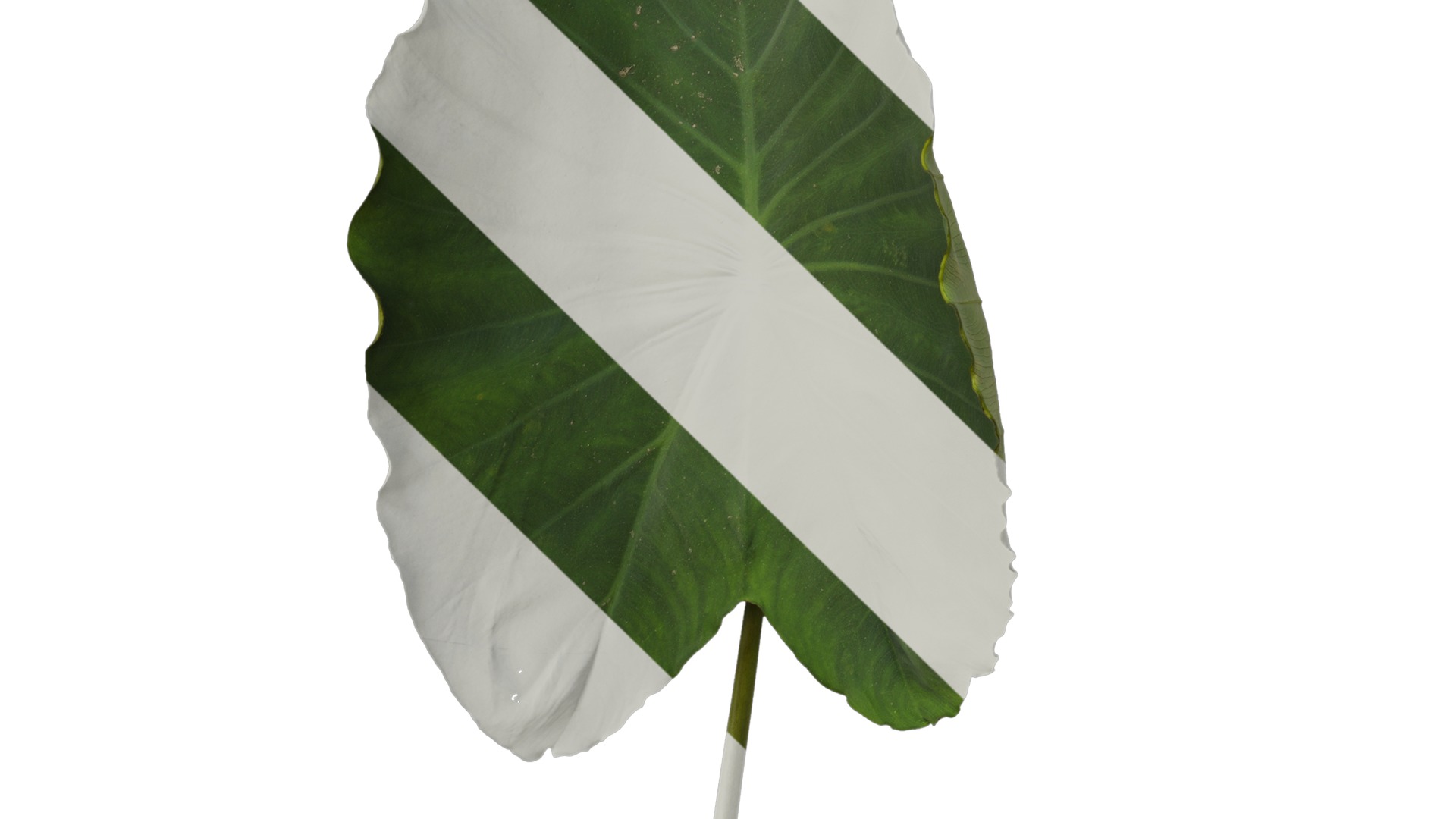 Anydrafts Colocasia esculenta Leaf 07 Texture_5