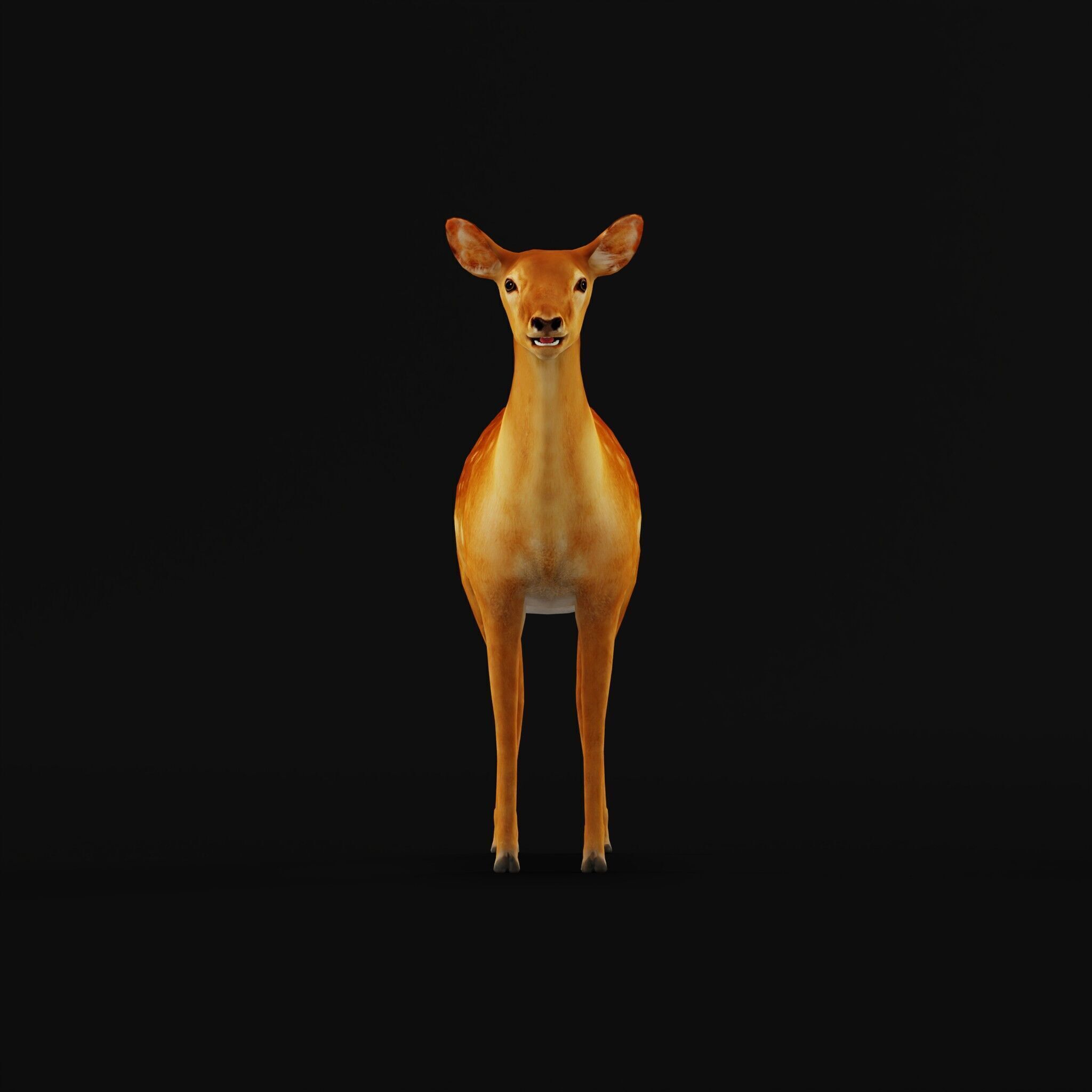 Female Fallow Deer Low-poly 3D model_43
