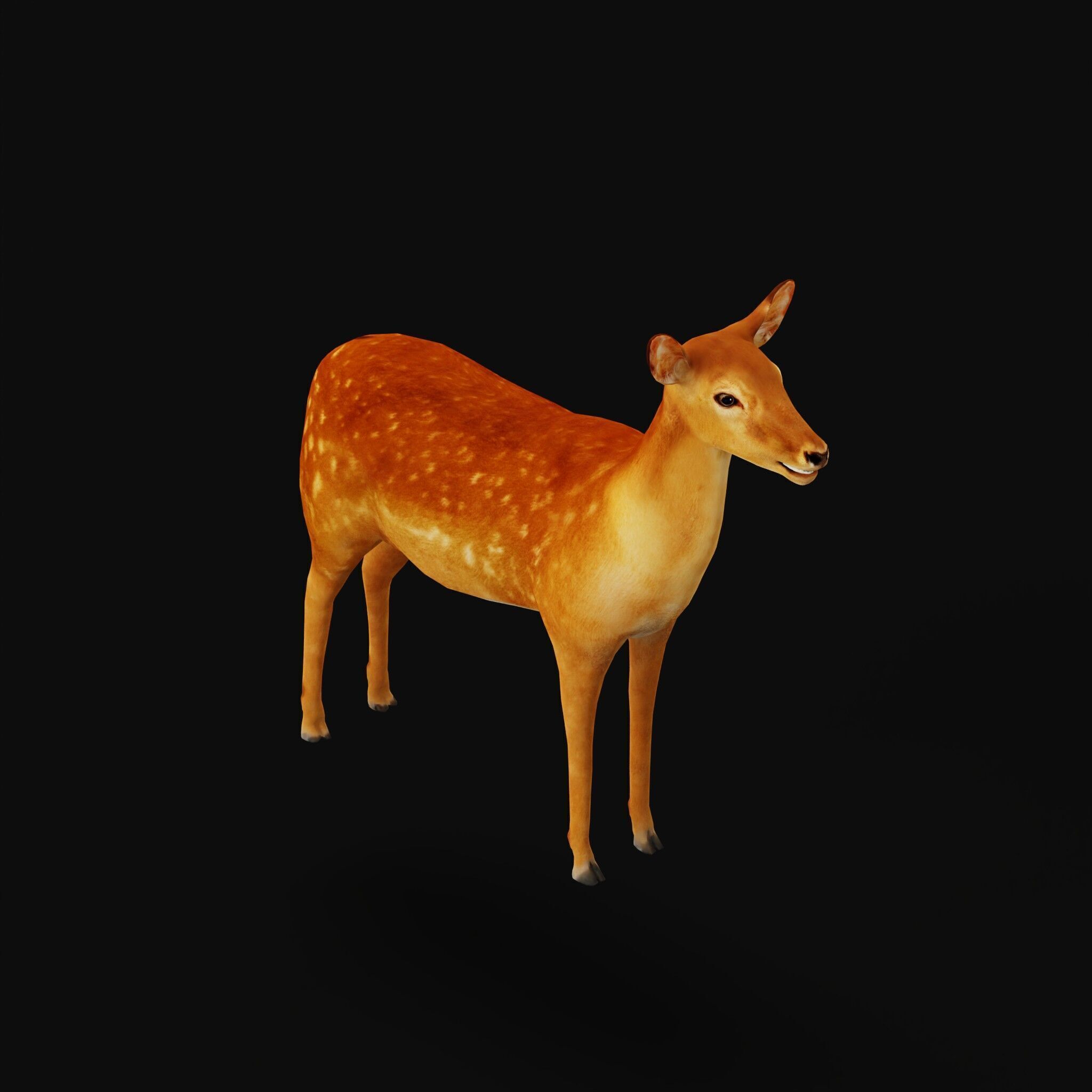 Female Fallow Deer Low-poly 3D model_46