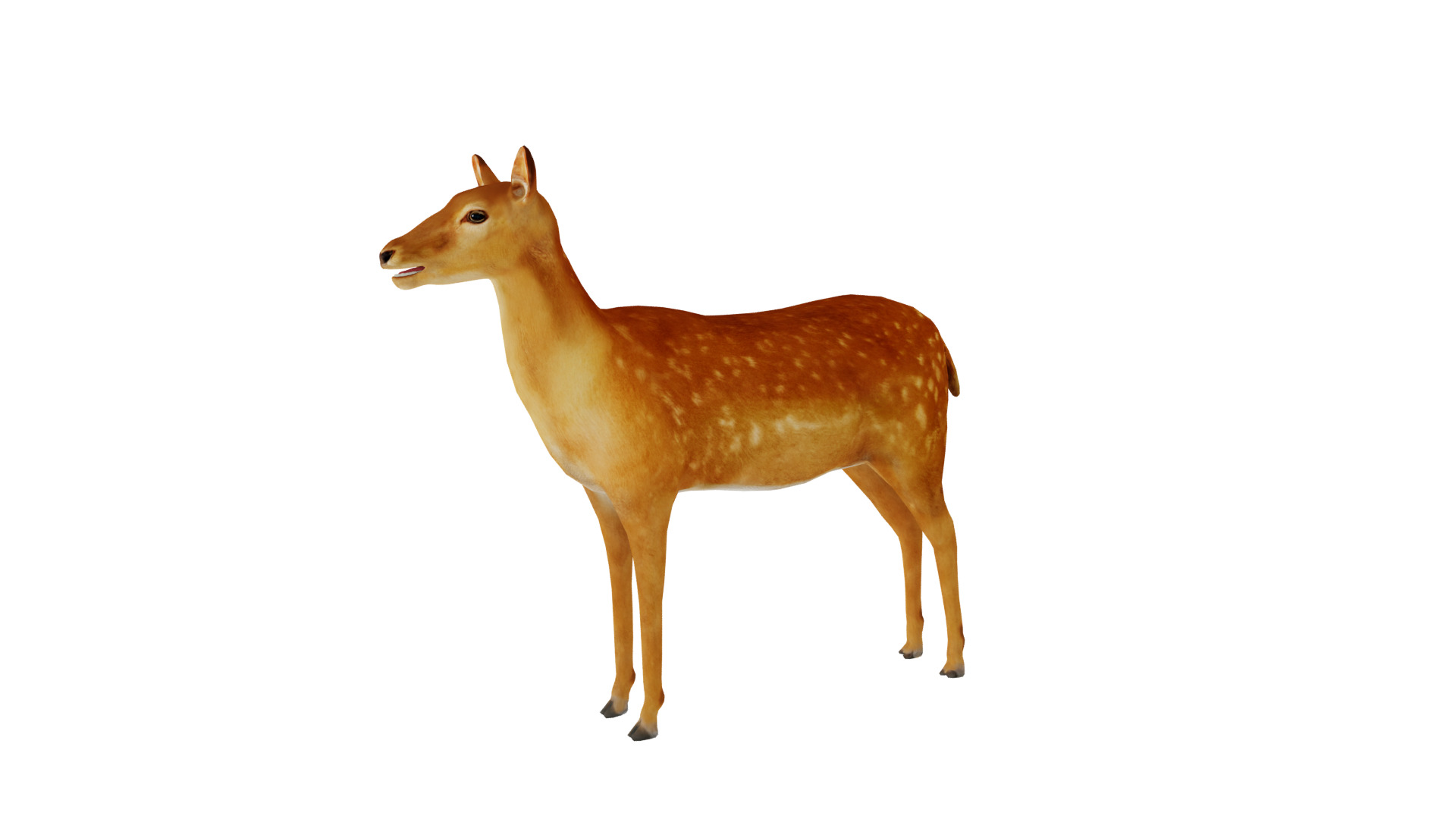 Female Fallow Deer Low-poly 3D model_37