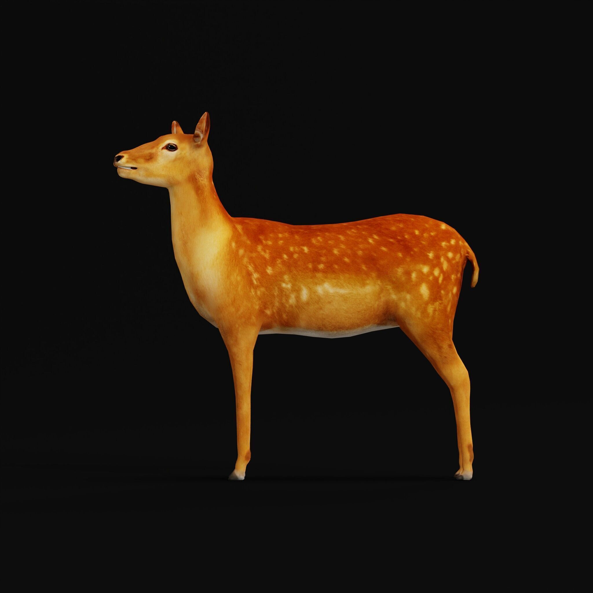 Female Fallow Deer Low-poly 3D model_50