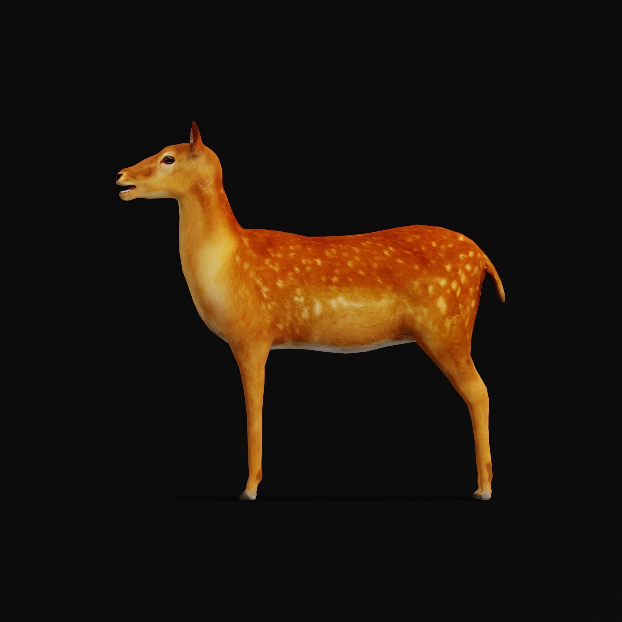 Female Fallow Deer Low-poly 3D model_51