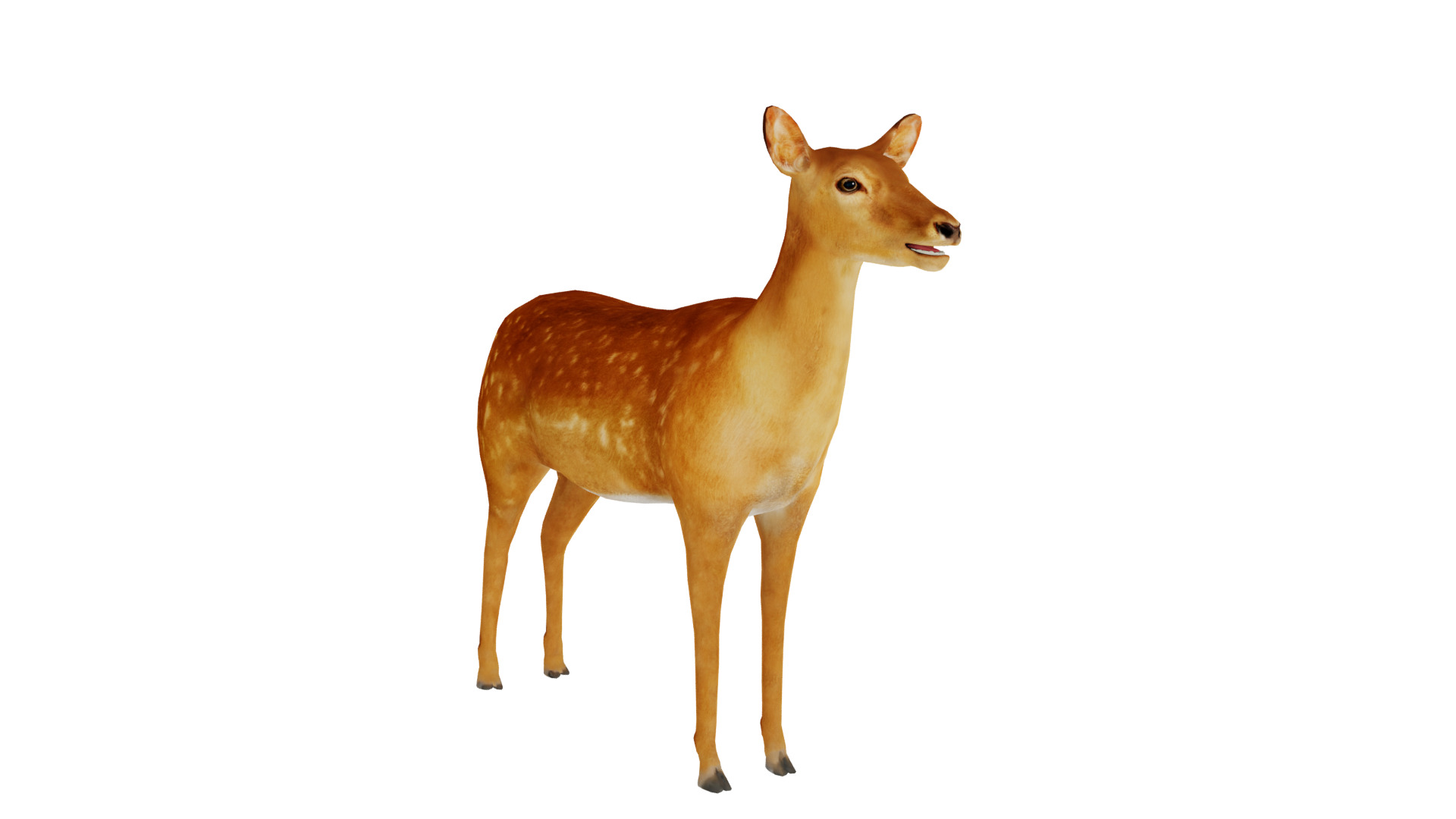 Female Fallow Deer Low-poly 3D model_35