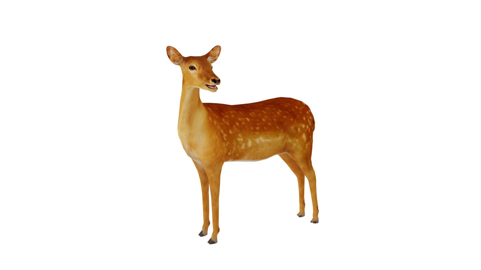 Female Fallow Deer Low-poly 3D model_36