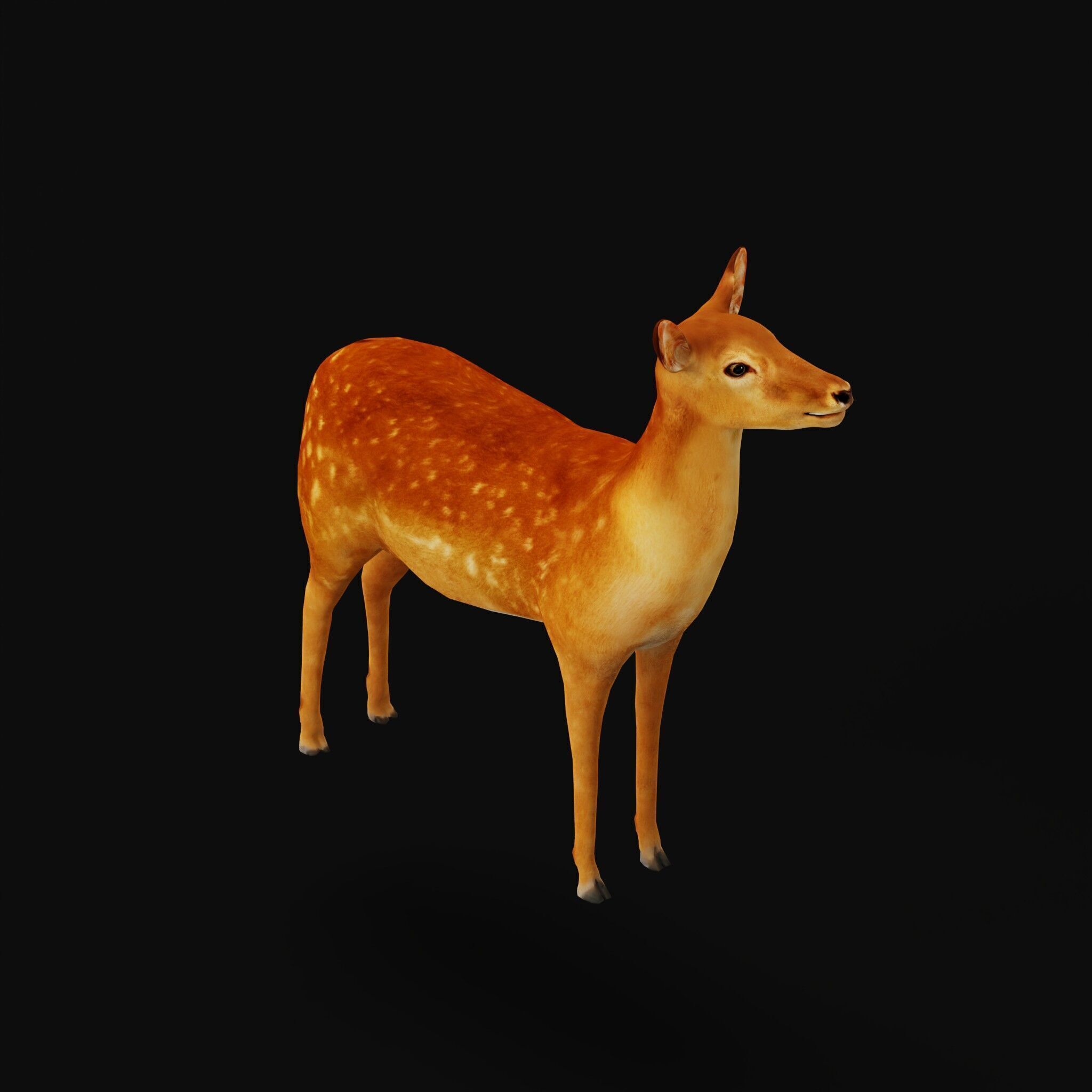 Female Fallow Deer Low-poly 3D model_47